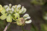 Largeflower milkweed